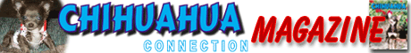 FOR SOME GREAT CHIHUAHUA INFO CHECK OUT THIS SITE 