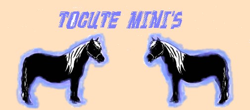 tocute mini horses