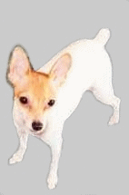 See the toy fox terriers